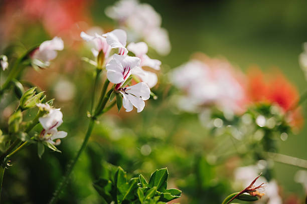 White Pelargonium Geranium flower in summer garden