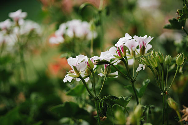White Pelargonium Geranium flower in summer garden