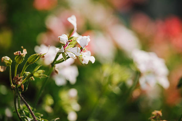 White Pelargonium Geranium flower in summer garden