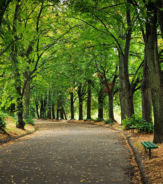 Walking along tree-lined alley in early autumn in public park.