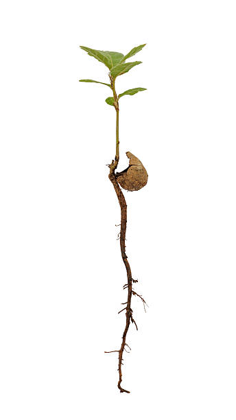 istock Young oak seedling sprouting from an acorn, with early leaves and roots visible. 2230941690
