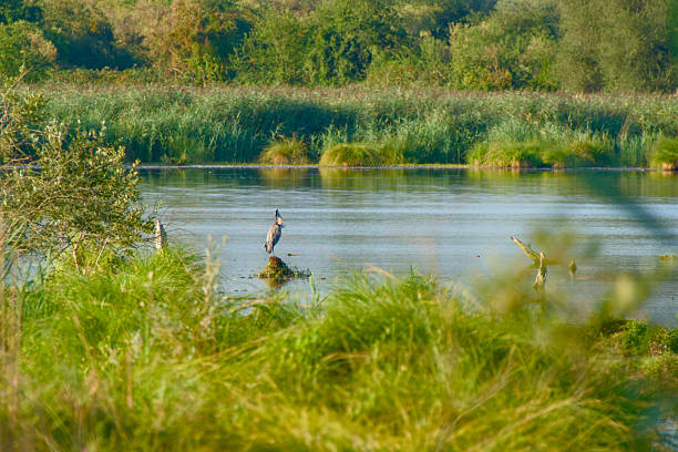 istock Grey heron in its natural wetland habitat 2230942847
