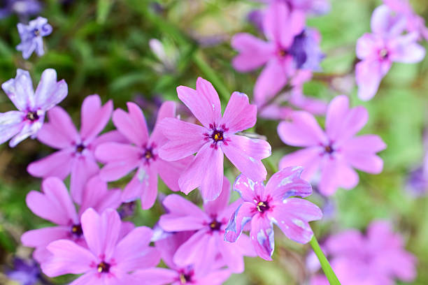 istock Beautiful blooming pink flower background 2230944446