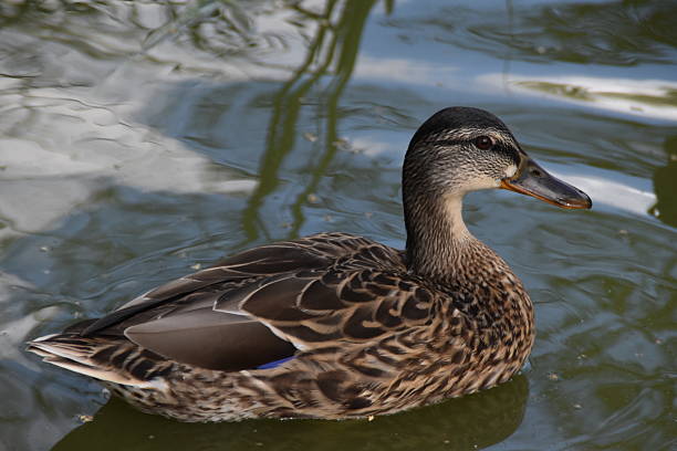 istock An Adorable Female Mallard 2230944624