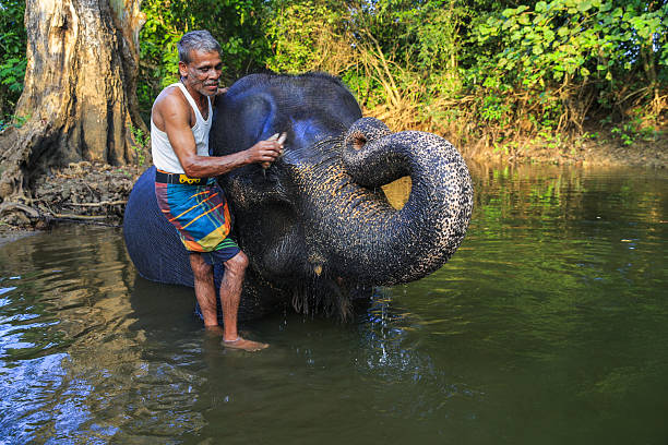 istock Mahout bathing his elephant in the river 2230944744