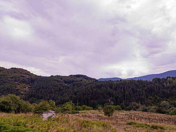 Landscape with cloudy sky, trees and grass field