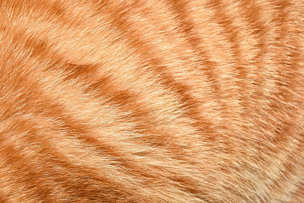 istock Orange cat fur background texture, beautiful pattern, close-up photography 2230945082
