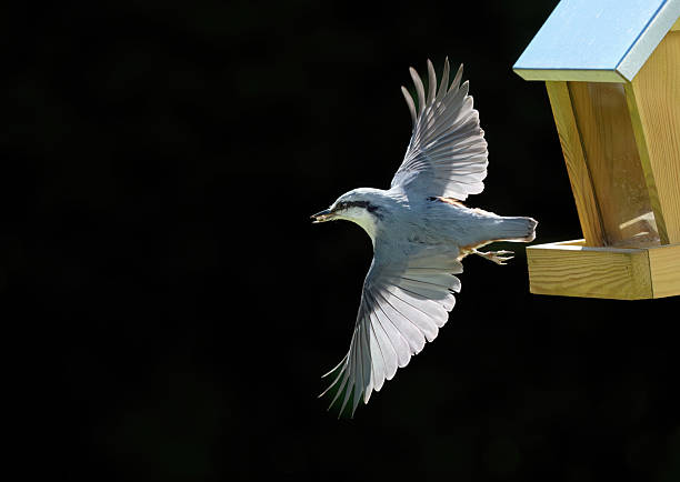 The Eurasian nuthatch (Sitta europaea). sitting on a tree branch