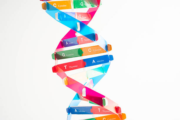 istock DNA molecule spiral structure model isolated on white background, chromosome and gene chemical science biology. 2230946132