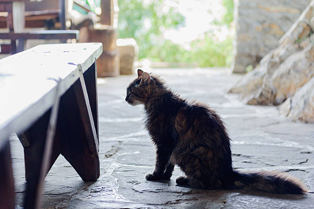 istock Cat, animal, nature, Bulgaria, eyes 2230946889
