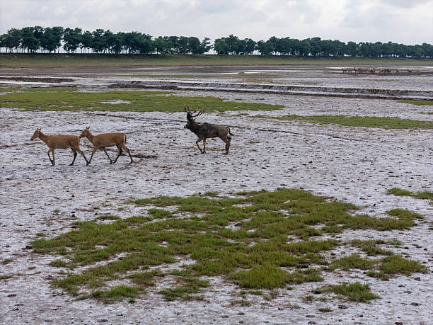 A Chital Deer, Axix axis, buck / stag, picking up fallern fruits under the mangorves which line the side of the delta in Sundarbans National Park, West Bengal, north-east India. This deer is also known as Axis Deer or Spotted Deer.