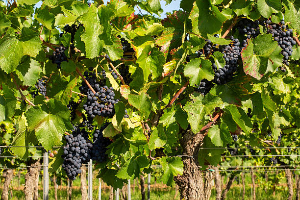 Ripe Pinot Noir grapes in the vineyard