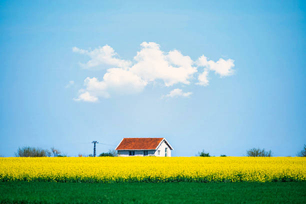 istock House in rapeseed oil 2230956399