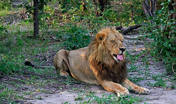 istock Male lion finding some shade 2230956700