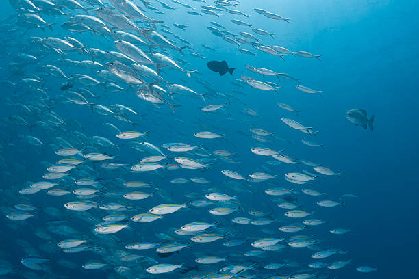 istock Large school of fish  - Palau, Micronesia 2230956974