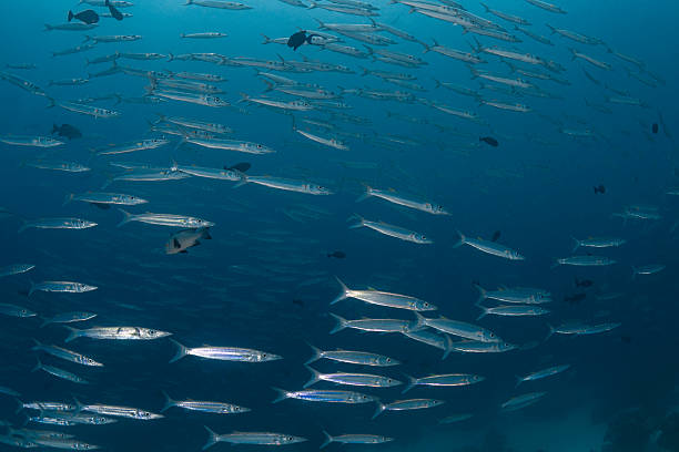 istock School of barracudas  - Palau, Micronesia 2230958060