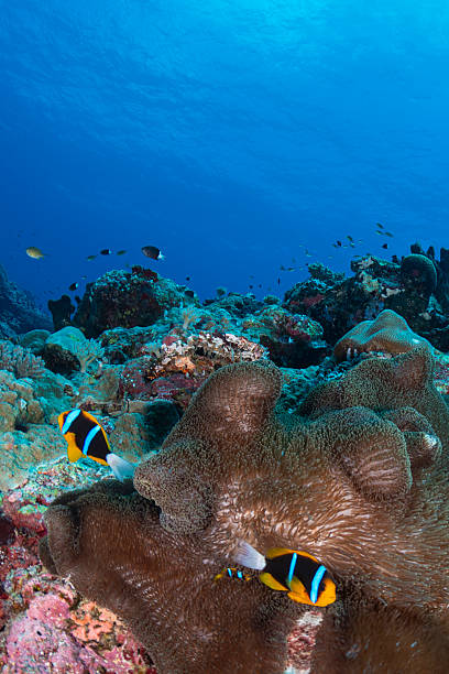 istock The Allard's clownfish and Anemone - Palau, Micronesia 2230958211