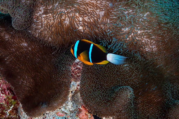 istock The Allard's clownfish and Anemone - Palau, Micronesia 2230958212