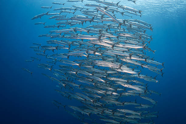 istock School of barracudas  - Palau, Micronesia 2230958216