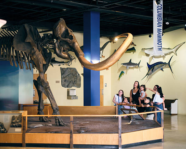 istock Columbian Mammoth Fossil Display in a Museum 2230958924