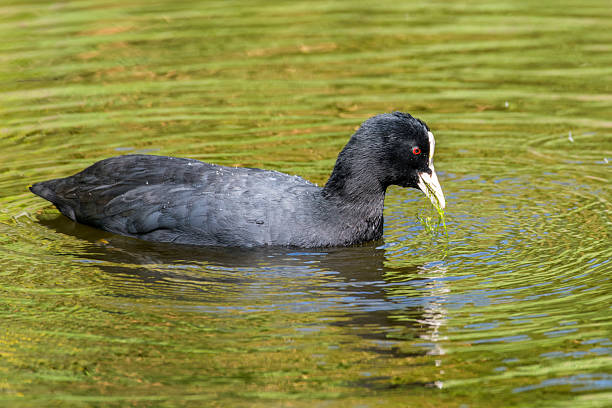 Coot, a black/grey water bird with red eyes and white beak, feeding on grass and water plants.