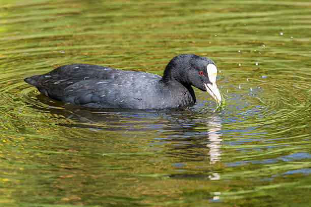 istock Coot feeding on water plants 2230959216