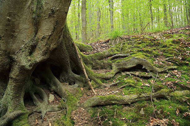 istock Mountain forest road exposed tree root erosion control by vegetation 2230959915