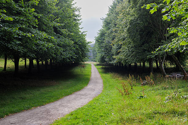 A country road winding through the summer countryside of Northern Ireland.