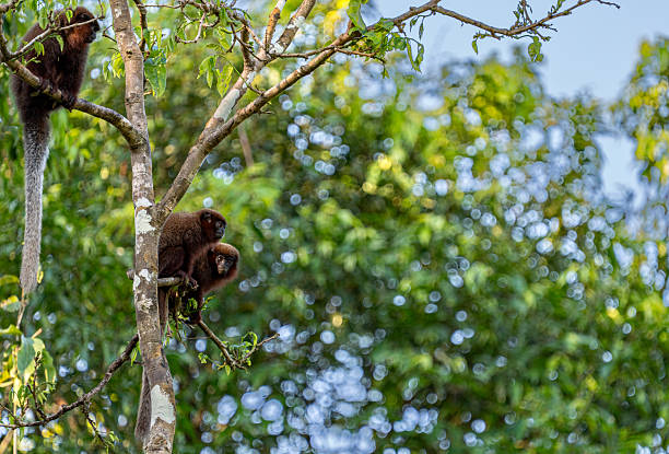 Wild Coppery titi monkey troop in the Amazon rainforest along the Amazon River in the Tamshiyacu Tahuayo Regional Conservation Area near Iquitos, Peru in South America.