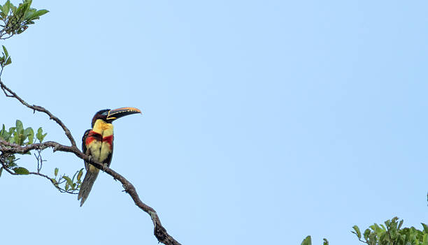 istock Wild Chestnut-eared Aracari Bird in the Amazon rainforest Along the Amazon River in the Tamshiyacu Tahuayo Regional Conservation Area Near Iquitos, Peru in South America. 2230963509