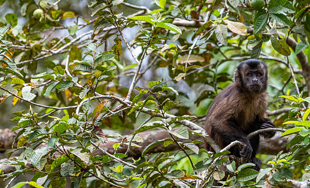 istock Large-headed Brown Capuchin Monkey in the Amazon rainforest Along the Amazon River in the Tamshiyacu Tahuayo Regional Conservation Area Near Iquitos, Peru in South America. 2230963581