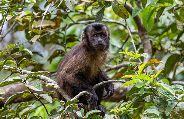 istock Large-headed Brown Capuchin Monkey in the Amazon rainforest Along the Amazon River in the Tamshiyacu Tahuayo Regional Conservation Area Near Iquitos, Peru in South America. 2230963584