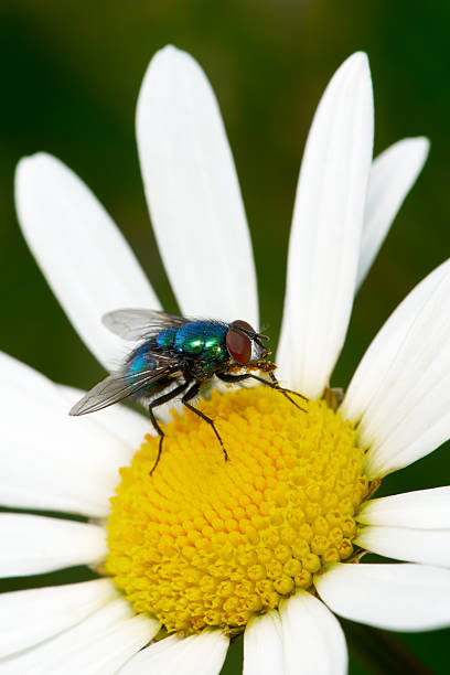 Metallic shiny fly on a marguerite flower - male Green Bottle Fly of genus Lucilia in Germany