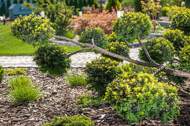 istock Unique Topiary Creation in a Serene Garden Setting With Vibrant Greenery 2230965764