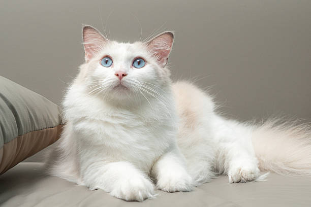 istock Elegant fluffy ragdoll cat with striking blue eyes and soft white fur, relaxing on a sofa indoors. Perfect image for pet care, lifestyle, and home decor concepts. 2230966716