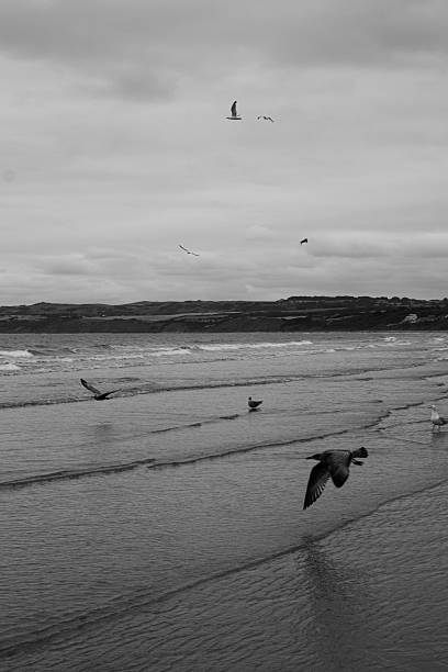 istock Monochrome Coastal Flight: Seagulls Over Wavy Shores 2230966928