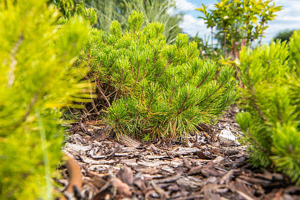 istock Lush Green Pine Plants Surrounded by Mulch Under Bright Sky 2230967137