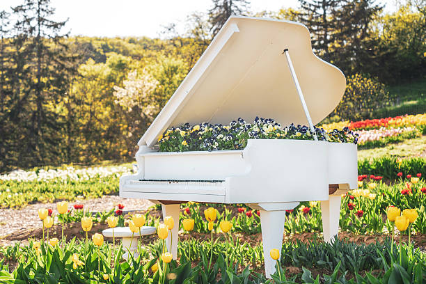 istock White piano in a tulip garden in spring sunshine 2230967832