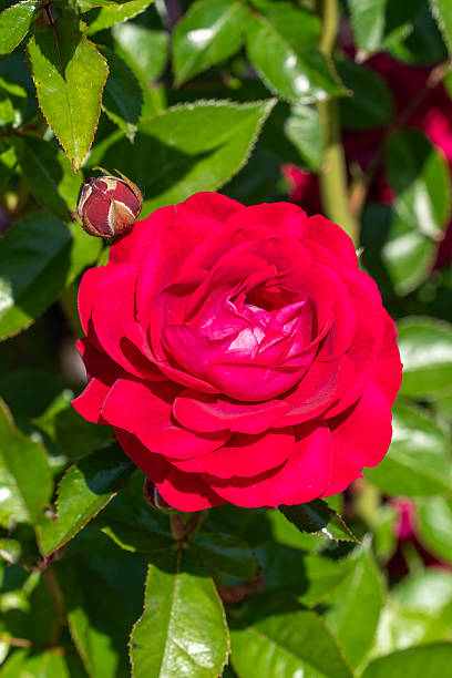 istock Freshly blooming red rose in a rose garden in spring sunshine 2230967953