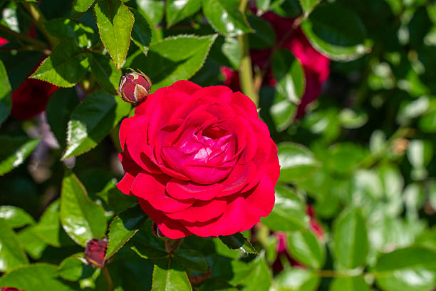 istock Freshly blooming red rose in a rose garden in spring sunshine 2230967954