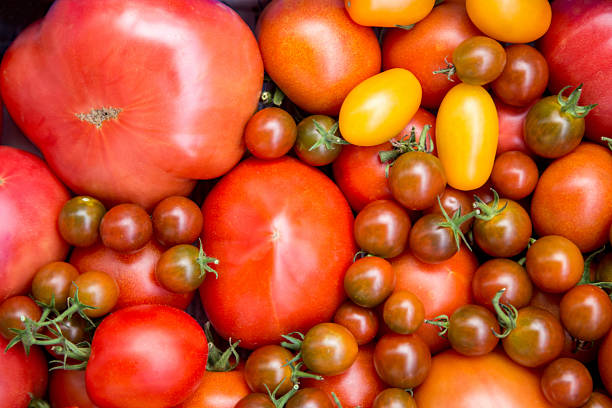 istock Various varieties of delicious, fresh tomatoes. 2230969014