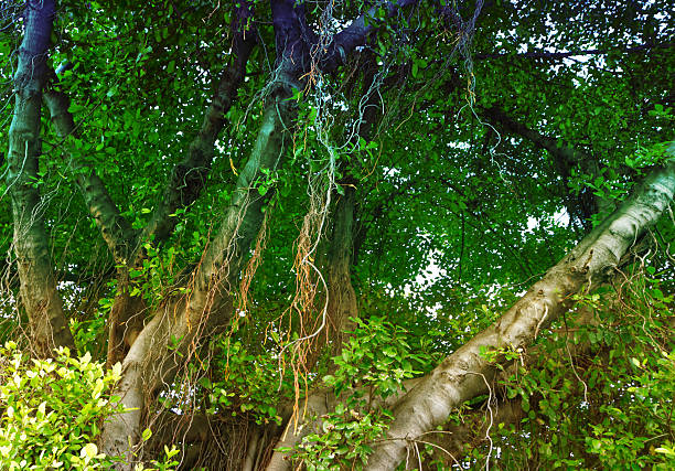 Branch with three tropical leaves