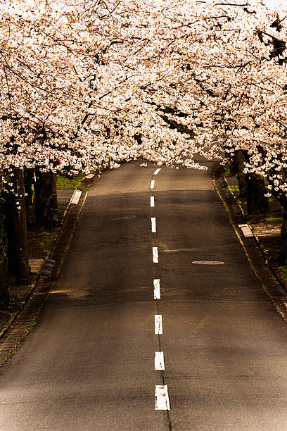 Close-up view of blooming branches. It is suitable for seasonal transitions and spring-themed works.