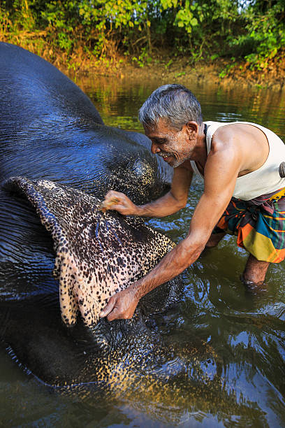 istock Mahout bathing his elephant in the river 2230973327