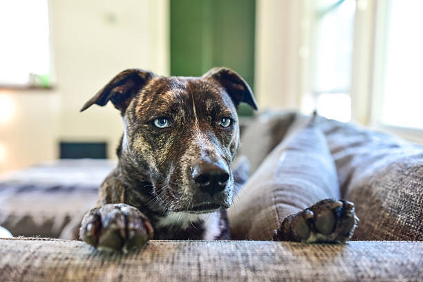 Brindle Blue Eye Dog on Couch Modern Couch