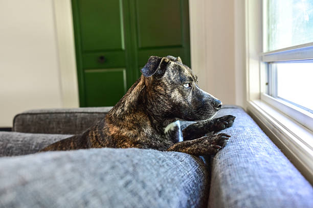 A Jack Russell Terrier dog rests his head on the edge of his pet bed