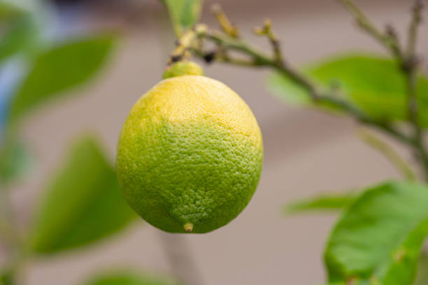 Close-up Lemon fruit with flower hanging on tree in lemon farm.