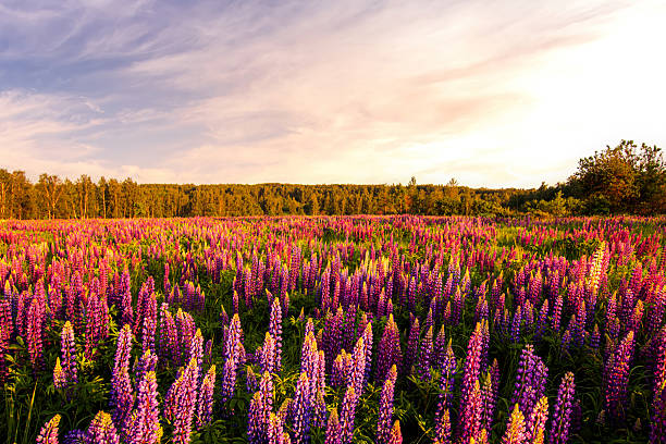 istock Purple lupine flower field at sunset. 2230975343