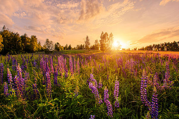 istock Purple lupine flower field at sunset. 2230975384