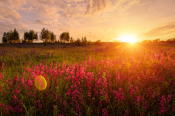 istock Sunset over a lush green meadow filled with pink flowers. 2230975417